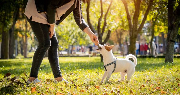 The owner trains the jack russell terrier dog in the park. - Φωτογραφία, εικόνα