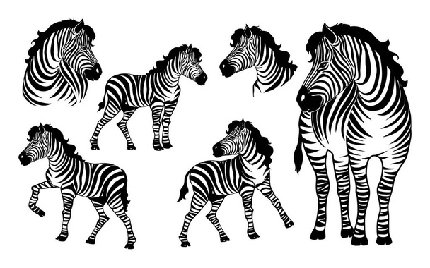 Conjunto gráfico de zebras isoladas em fundo branco, ilustração vetorial para tatuagem e impressão - Vetor, Imagem