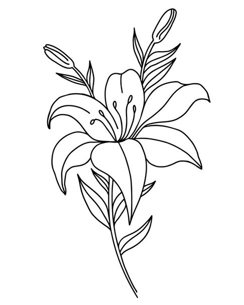 Esquema negro de flores de lirio. Rama con flores y brotes. Ilustración vectorial aislada sobre fondo blanco. Planta ornamental para diseño, decoración, decoración e impresión - Vector, Imagen