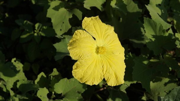 Close-up van gele kleur bloem van plant Luffa cilindrische ook bekend als Spons kalebas, Klimmende okra, Schotel doek, Dishrag, Egyptische luffa, Rag, Gladde luffa. Gespot in Kanyakumari, Tamilnadu, India - Foto, afbeelding