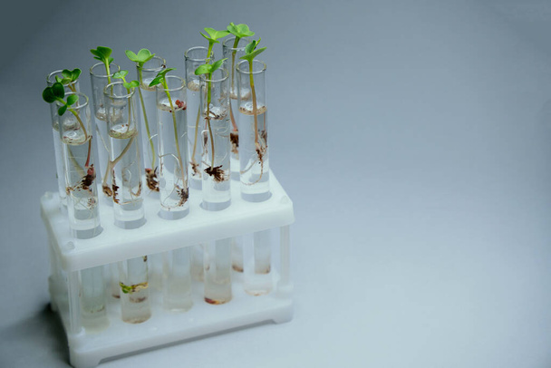 Close up view of transparent glass test tubes with liquid and micro greens inside. Isolated on background. Growing microgreens in the laboratory. Growing healthy food concept. - Photo, Image