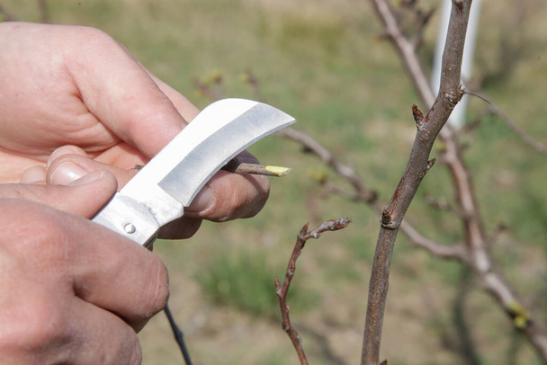 The farmer in the orchard grafting fruit tree.  - Photo, Image