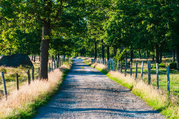 Gravel road in summer forest - Photo, Image