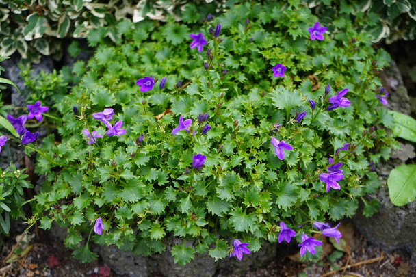 Campanula portenschlagiana in October in the garden. Campanula portenschlagiana, the wall bellflower, is a species of flowering plant in the family Campanulaceae. Berlin, Germany - Photo, Image