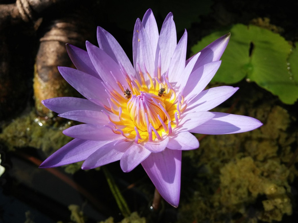 Hermosa flor de loto floreciendo
 - Foto, imagen