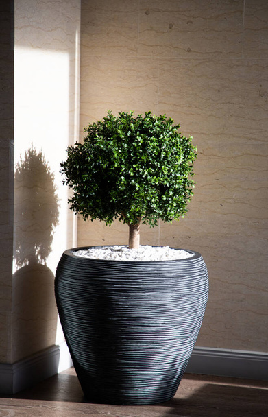 pot of green tree on a sunny terrace - Photo, Image