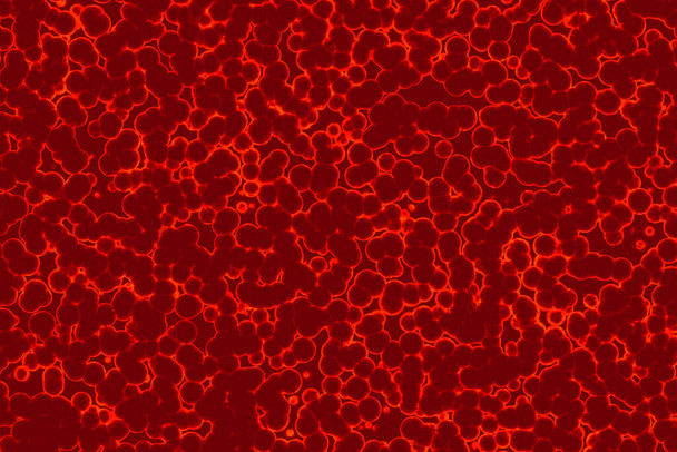 Forma da célula bacteriana: cocos, bacilos, fundo de bactérias spirilla - Foto, Imagem