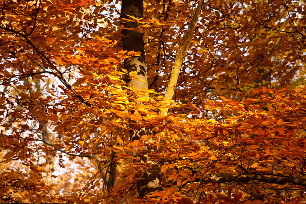 δέντρο το φθινόπωρο - Φωτογραφία, εικόνα