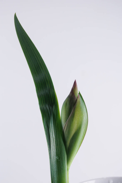 one iris flower part in closeup macro on white clean backround - Fotó, kép
