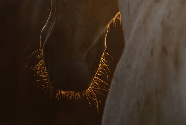 Крупним планом обличчя коня під підсвічуванням сонця. Конячий ніс в деталях
 - Фото, зображення