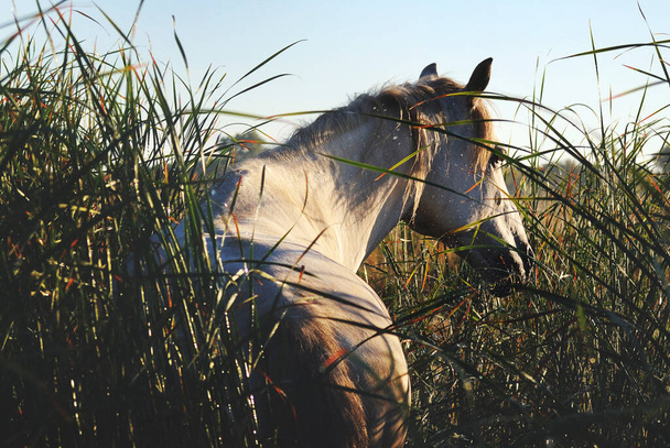 Portrait of a white horse in tall grass at liberty in the morning - Foto, afbeelding