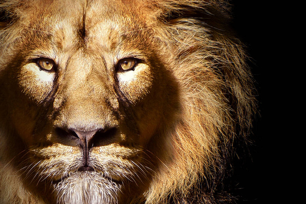 Lion mâle africain portrait, animal sauvage - Photo, image