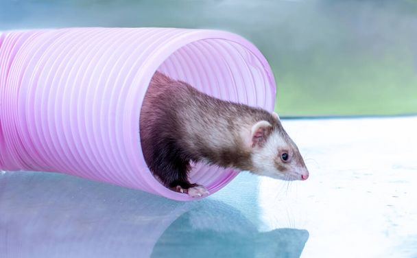ferret peeks out of a pink play tube where she was hiding - 写真・画像
