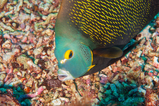 Dorosły francuski Angel Fish żywiący się piaskiem i koralowcami w Bonaire - Zdjęcie, obraz
