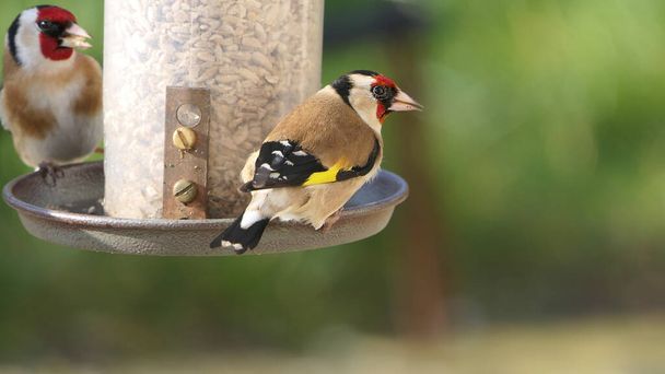 Goldfinch voederen van een vogel tafel van gemengde zaden feeder - Foto, afbeelding