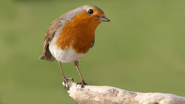 Robin sitting on a branch in a wood in UK - Photo, Image