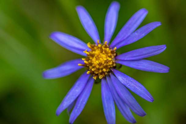 Aster amellus flower growing in mountains - Photo, Image