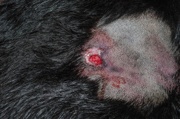 Oppervlakkig abces bij honden. Close-up van de achterkant van een grote zwarte hond met een bloedende wond. Het haar is geknipt rond de gewonde huid van het huisdier. Selectieve focus. - Foto, afbeelding