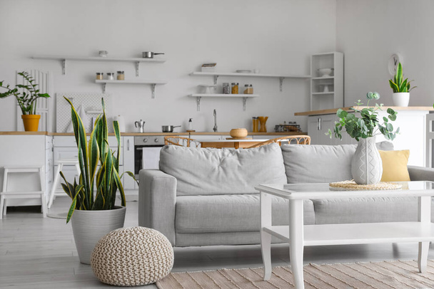 Mukava sohva, lasipöytä, huonekasvi ja pussi tyylikkäässä keittiön sisustuksessa - Valokuva, kuva