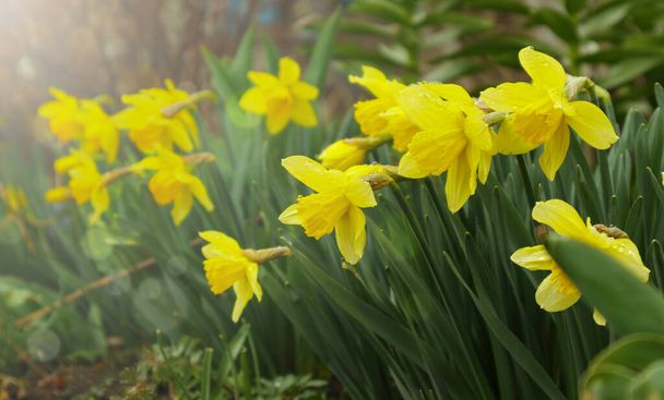 narcisos florescentes, narcisos no jardim da primavera. Prado cheio de narcisos amarelos à luz do sol. Foco seletivo. - Foto, Imagem