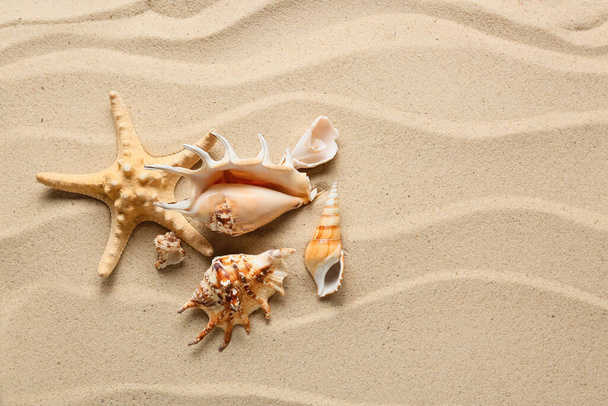 Stelle marine e diverse conchiglie sulla sabbia della spiaggia - Foto, immagini