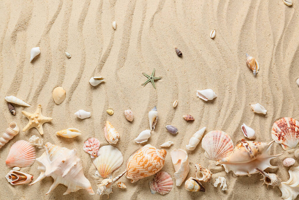 Many different sea shells on sea coast - Photo, Image