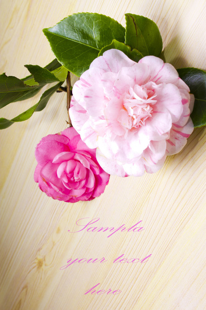 Ροζ camelia - Φωτογραφία, εικόνα