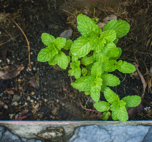 Peppermint is a plant for cooking and drinking and is planted in the soil. - Фото, изображение