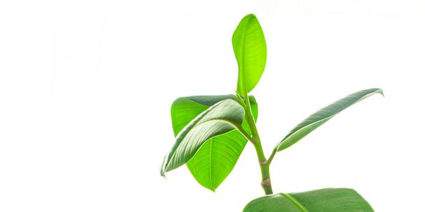 ficus indoor plant big green leaves evergreen indoor flower in a flower pot on the table copy space flora background - Photo, Image