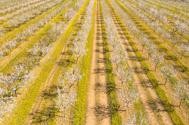 Largo callejón de almendros florecen en una plantación de almendras, vista desde el dron - Foto, imagen