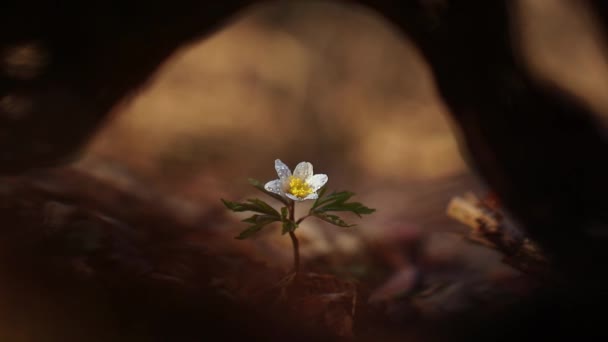 Anemone nemorosa en bosque salvaje a principios de primavera - Metraje, vídeo