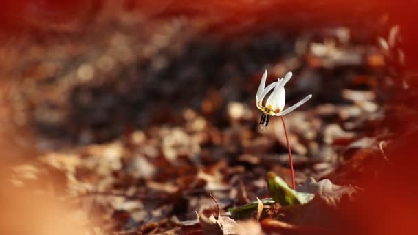 Erytronium dens-canis λευκό άγριο λουλούδι στις αρχές της άνοιξης στο δάσος - Πλάνα, βίντεο