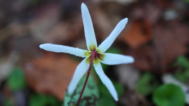 Καταπληκτικό λευκό erythronium dens canis λουλούδι στο δάσος στις αρχές της άνοιξης - Πλάνα, βίντεο