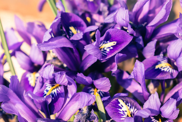 Fresh spring flowers, colorful purple irises blossoming - Photo, Image