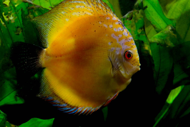 Discus fish in the aquarium. Popular as freshwater aquarium fish - Photo, Image