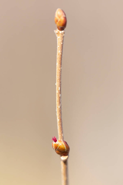 gewone hazelaar (Corylus avellana) - vrouwelijke bloemen van dichtbij. Bloeiende hazelaar wild. - Foto, afbeelding