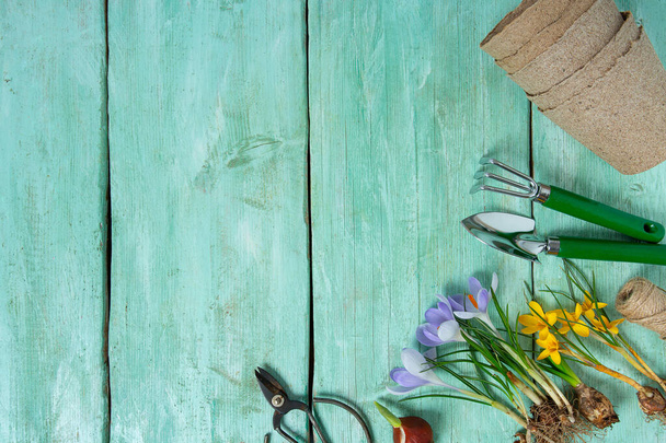 garden tools and crocus flowers on turquoise surface, top view.  - Foto, afbeelding
