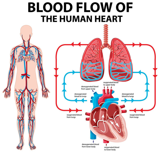 Diagram znázorňující tok krve v lidském srdci ilustrace - Vektor, obrázek