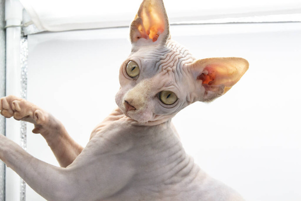 Curioso gatto della Sfinge che guarda sulla macchina fotografica. La gattina femmina Sphynx ha cinque mesi. Bello gatto con la pelle nuda luce - Foto, immagini