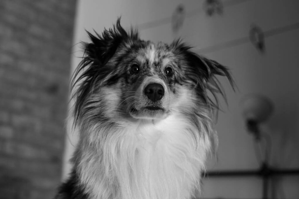 居心地の良いアパートのベッドの上に横たわっているブルーメラリーシェットランドシープドッグの棚犬。美しい犬気分の雰囲気. - 写真・画像