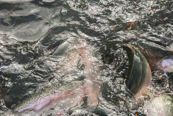 Taimenen ruokinta kalanviljelylaitoksessa lähikuva makeassa vedessä - Valokuva, kuva