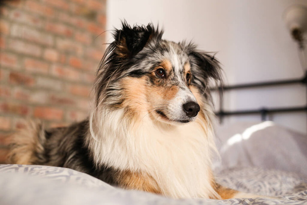 居心地の良いアパートのベッドの上に横たわっているブルーメラリーシェットランドシープドッグの棚犬。美しい犬気分の雰囲気. - 写真・画像