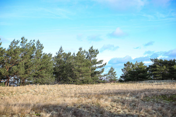 Вид на природный ландшафт с сосновыми деревьями в стороне. Фото сделано в пасмурную погоду. - Фото, изображение