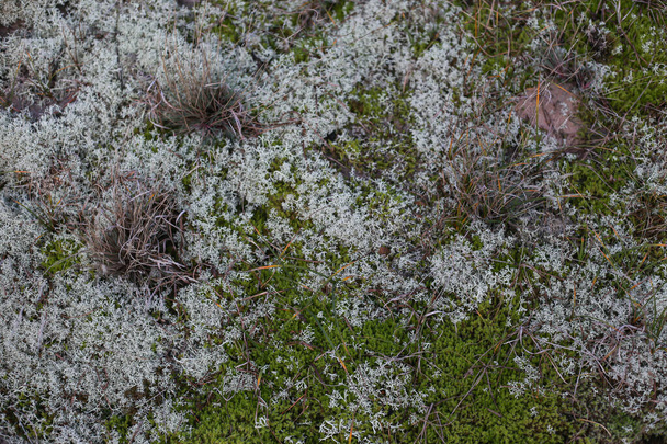 Vista da natureza do musgo cinzento no chão perto do litoral. Foto tirada em condições meteorológicas nubladas. - Foto, Imagem