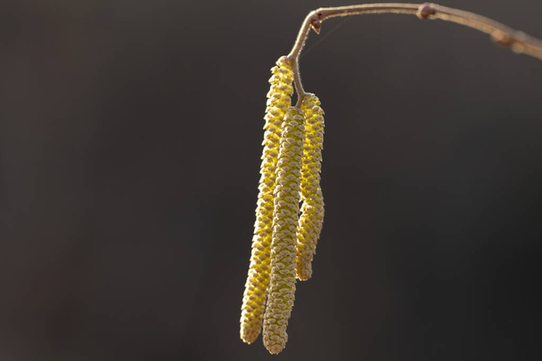 tavallinen pähkinä (Corylus avellana) - urospuoliset kukat lähikuva. Kukkivat pähkinät luonnonvaraiset. - Valokuva, kuva