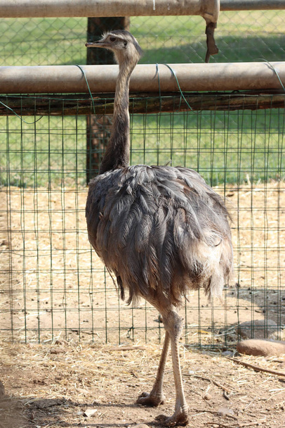 rhea brother of the ostrich of South American origin - Фото, изображение