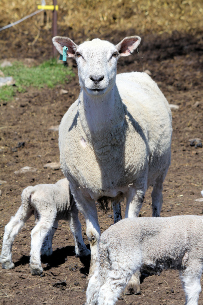Ovejas (oveja y cordero
) - Foto, imagen