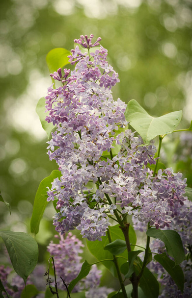 allowed delicate purple lilac flowers on the bush in the garden. The plant blooms at Easter time and also at Pentecost. Strong aroma which is also used homeopathic. - Photo, Image