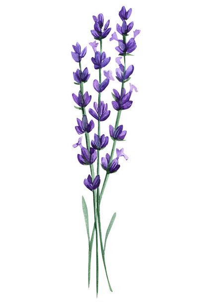 lavender wildflowers, watercolor illustration, flower isolated white background - Foto, imagen