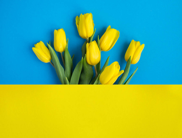 Kytice žlutých tulipánů na barevném pozadí. Banner. Kopírovat prostor. - Fotografie, Obrázek